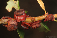 Disholcaspis prehensa