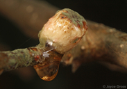 Disholcaspis eldoradensis