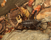 Tropidischia xanthostoma