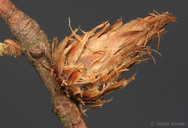 Trichoteras frondeum