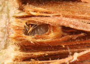 Trichoteras frondeum