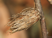 Trichoteras frondeum