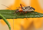 Closterocoris amoenus