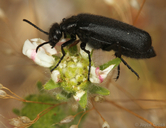 Epicauta puncticollis