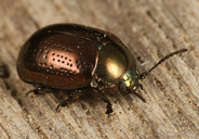 Chrysolina quadrigemina/hyperici