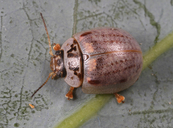 Paropsisterna m-fuscum