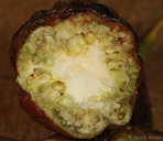 Diastrophus kincaidii