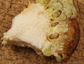 Diastrophus kincaidii