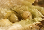 Diastrophus kincaidii