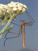 Apterobittacus apterus