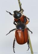 Paracotalpa ursina ursina
