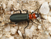 Lytta aeneipennis