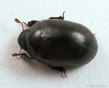 Nosodendron unicolor