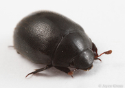 Nosodendron unicolor