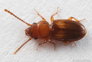 Laemophloeus fasciatus