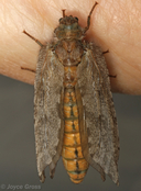 Platystoechotes lineatus