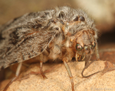 Platystoechotes lineatus