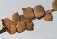 Disholcaspis mamillana