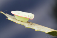 Paracraspis patelloides