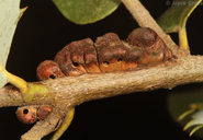 Disholandricus chrysolepidis