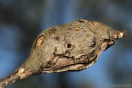 Callirhytis quercussuttoni