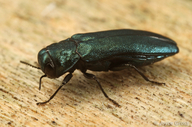 Agrilus cyanescens