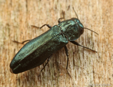 Agrilus cyanescens