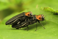 Agrilus ruficollis