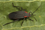 Jadera haematoloma