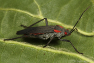 Jadera haematoloma