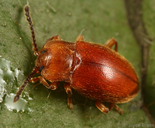 Danae testacea