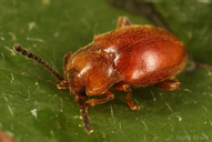 Danae testacea