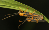 Oberea tripunctata