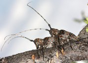 Oncideres rhodosticta