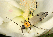 Chauliognathus misellus