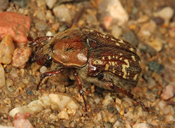 Euphoria leucographa