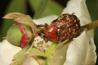 Euphoria leucographa