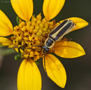 Chauliognathus lewisi