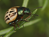 Leptinotarsa lineolata