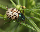 Leptinotarsa lineolata