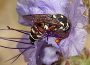 Pseudomasaris maculifrons