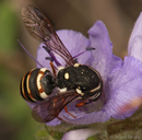 Pseudomasaris maculifrons