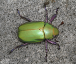 Chrysina beyeri