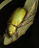 Chrysina beyeri