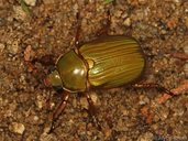 Chrysina lecontei