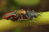 Agrilus pulchellus