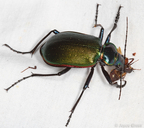 Calosoma scrutator