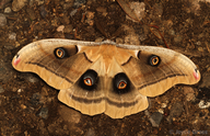 Antheraea oculea