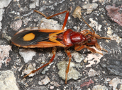 Rasahus thoracicus
