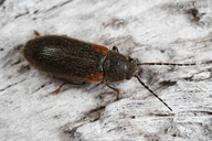 Macropogon testaceipennis
